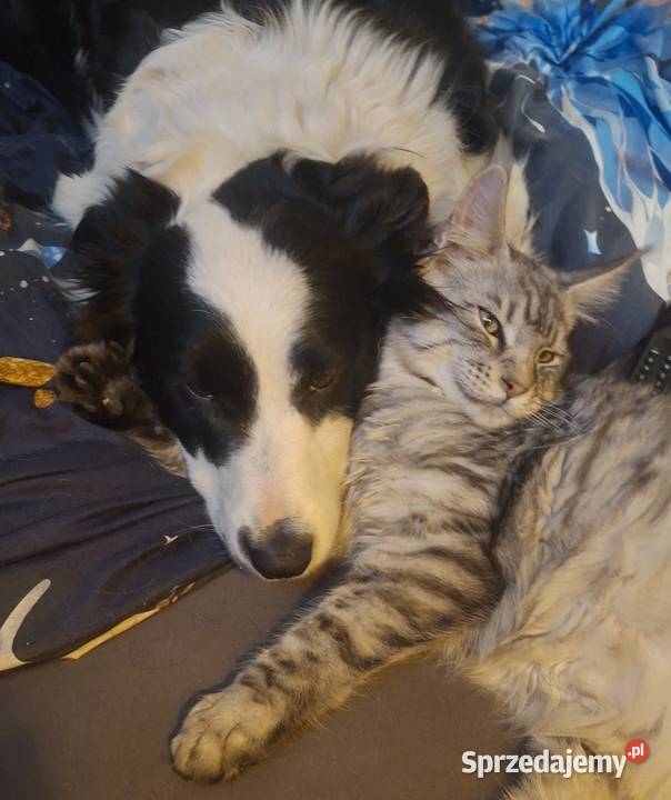 Piękna sunia border collie z rodowodem Łódź sprzedam