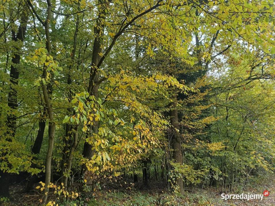 Działki leśne w Lipnicy Dolnej 6 hektarów małopolskie Lipnica Dolna sprzedam