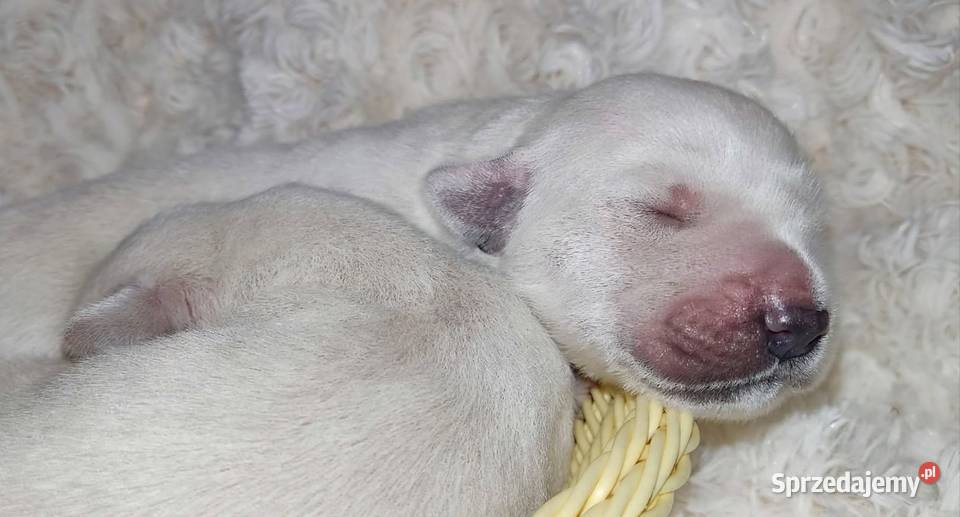 Szczenięta Golden Retriever ZKWP FCI