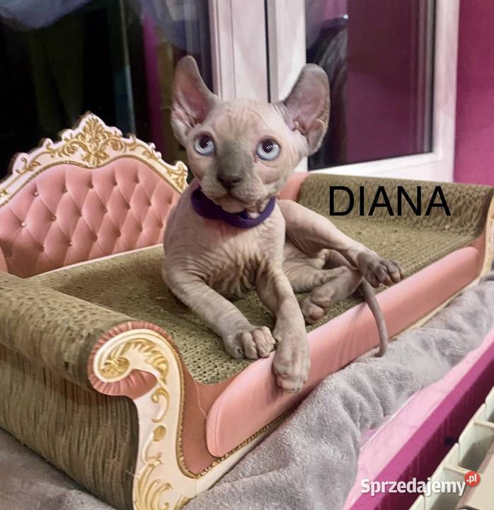 Sfinks elf księżniczki łyse Rodowód Zawiercie sprzedam