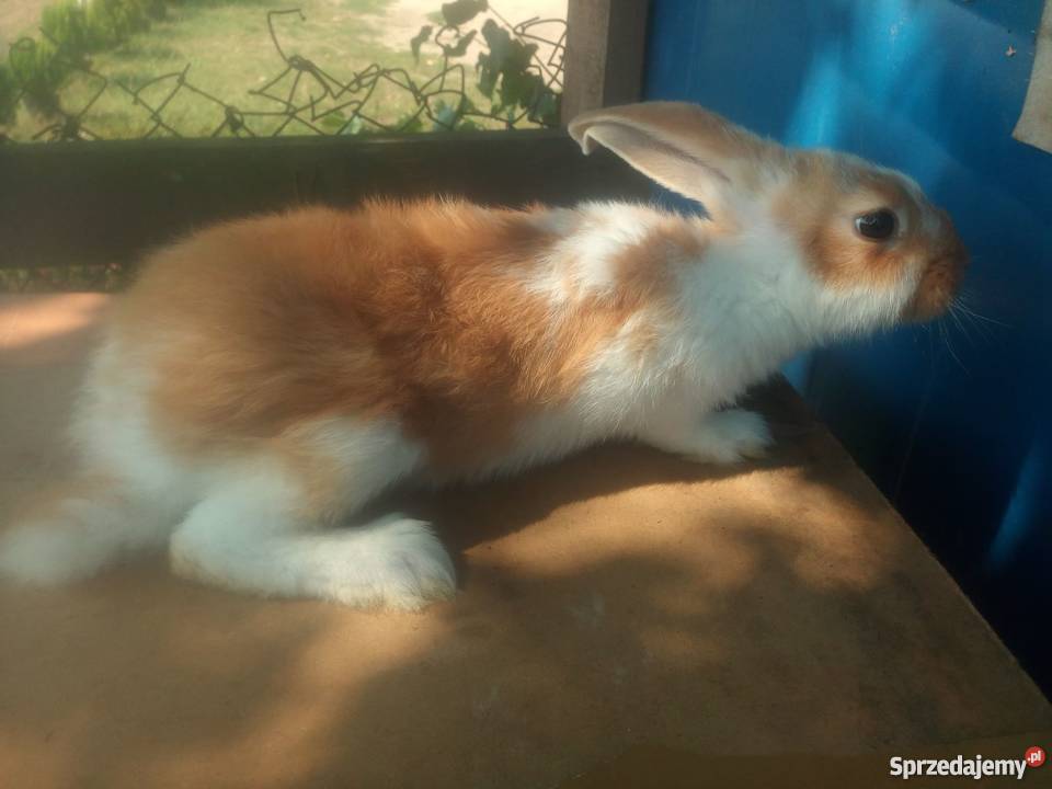 Króliki Hodowlane SPRZEDAM 7 królików Brodnica