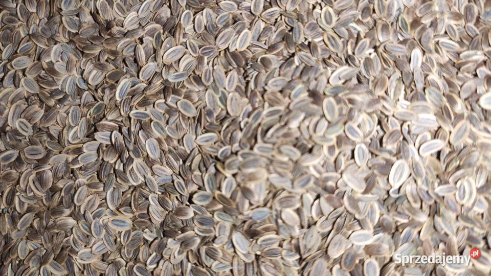 Nasiona kopru koper Produkcja 2025 Gowarzewo