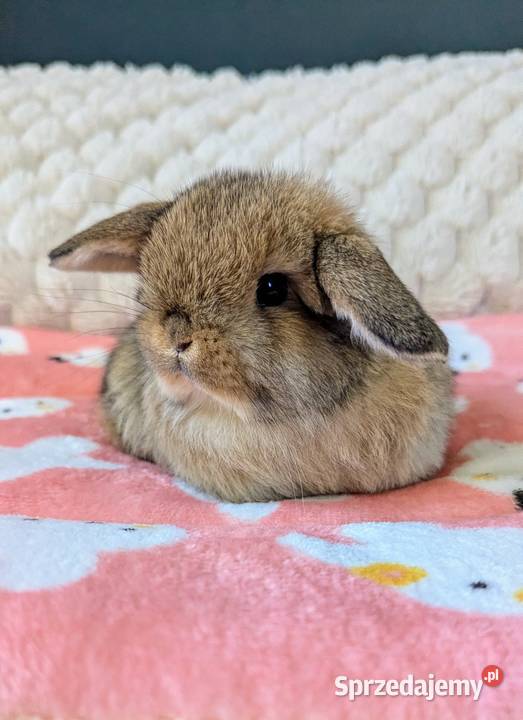 Króliki miniaturki mini lop małe karzełki Gryzonie Kraków