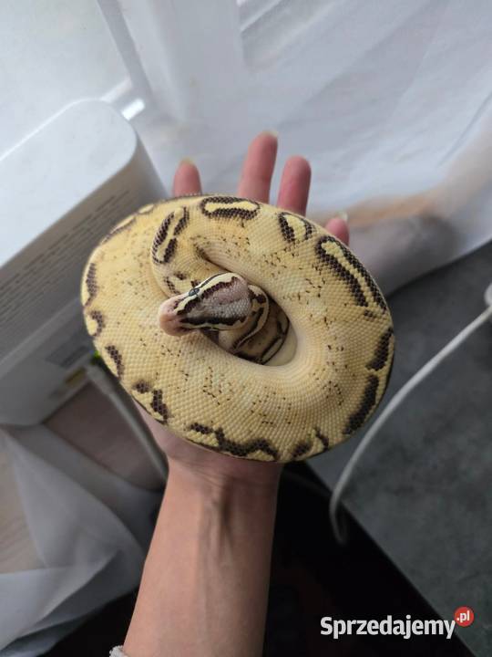 Firefly Freeway samiec Warszawa