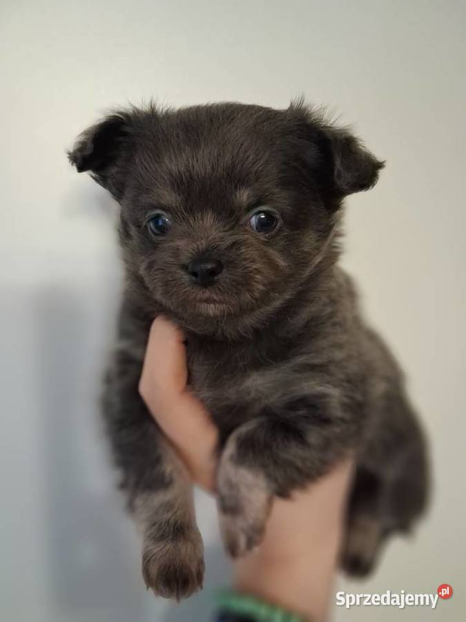 Chihuahua długowłosyhodowla INŻZOOTECHNIKAodbiór Warszawa