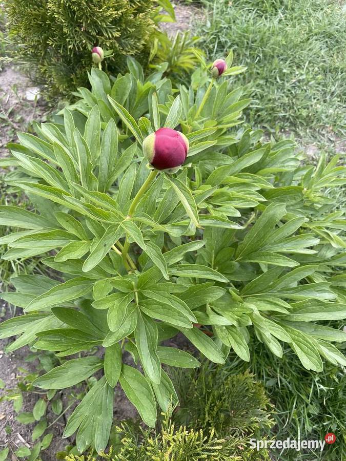 Piwonie cięte Poznań