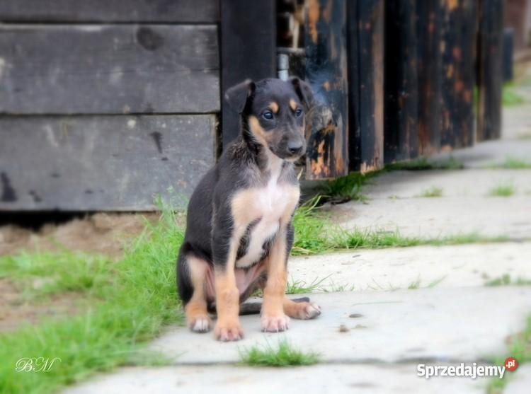 Chart polski rodowodowe szczenięta podkarpackie Leśniówka sprzedam