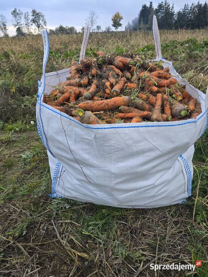 Sprzedam marchew i ziemniaka odpadowego Dobrcz