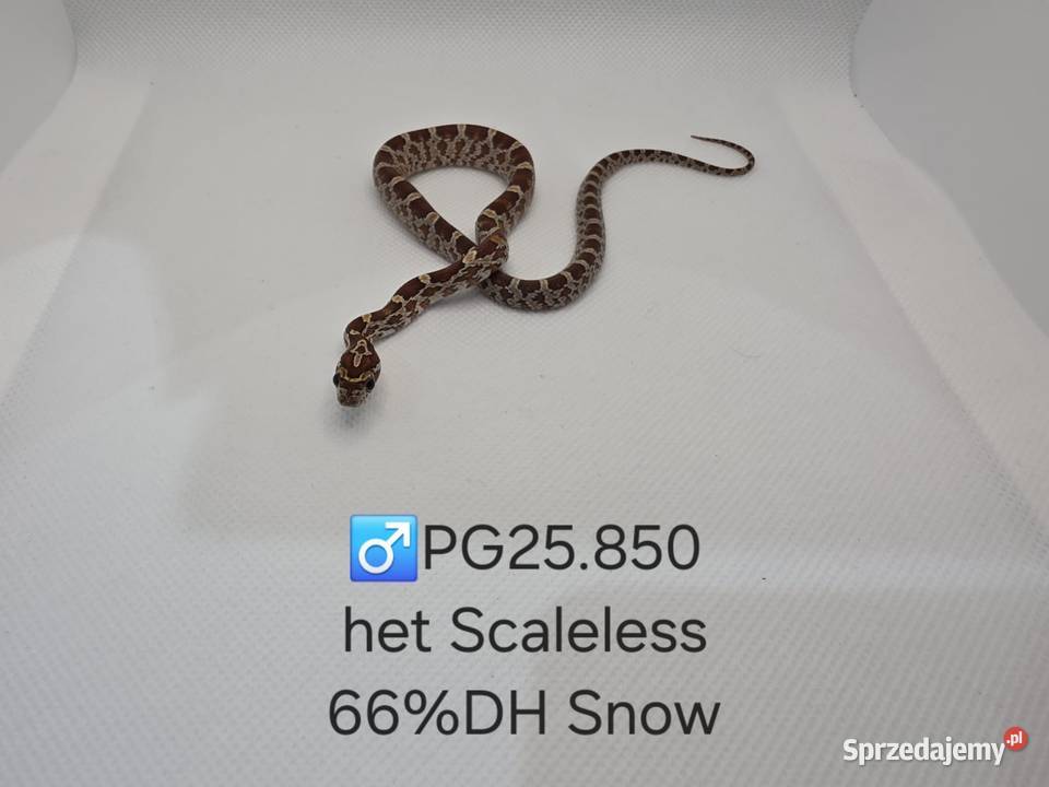 Wąż zbożowy samce i samice Zwierzęta Zawiercie sprzedam