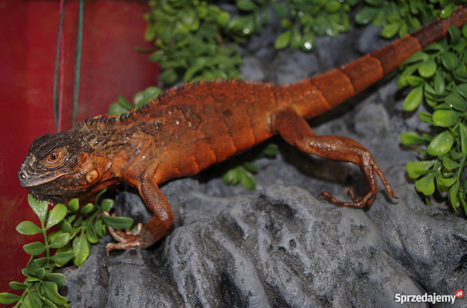 Legwan Zielony RED Warszawa sprzedam