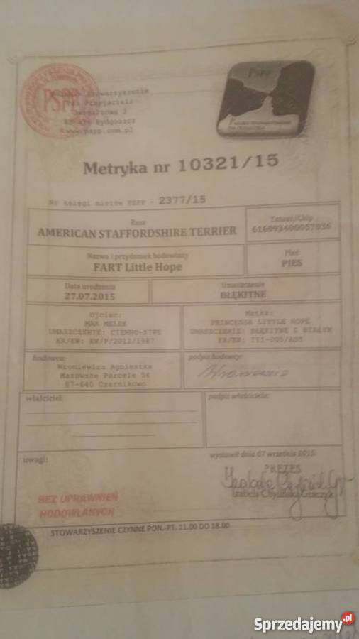 Miot Pieknych Amstaff Blue Silne Szczeniaki Gdańsk