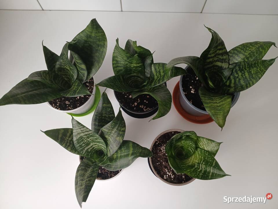 Sansewieria Green Hahnii miniaturowa Rośliny domowe śląskie Częstochowa