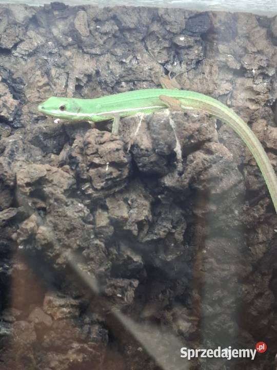 Jaszczurka Takydromus smaragdinus Gady i płazy Kraków