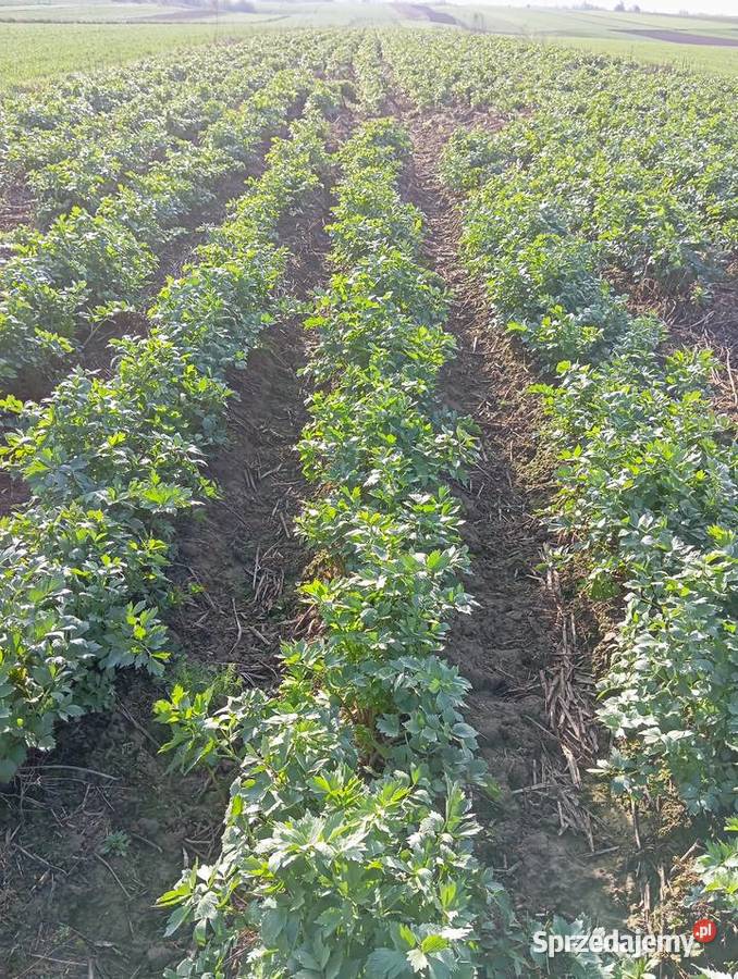 nasiona lubczyk 2025 Krasnystaw