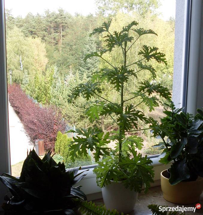 Kwiat Geranium Anginka Cytrynka Poznań sprzedam