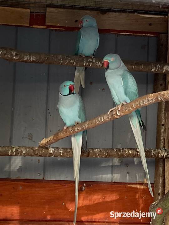 Papugi aleksandretty obroźne obrożne aleksy Szaflary