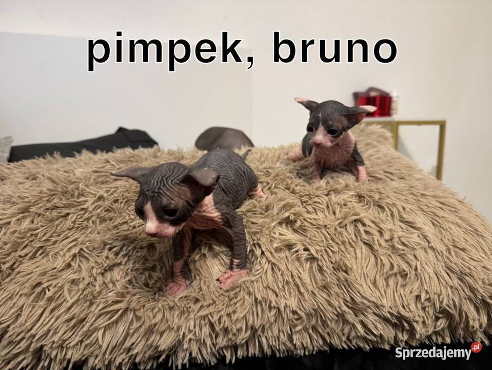 kociaki sfinks kanadyjski sfinksy kocurki koty Koty Skuszew