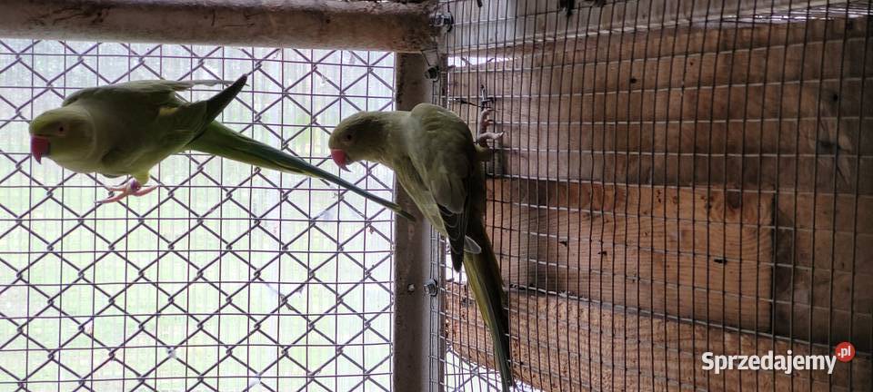papugi aleksandretty obrożne Ptaki Łaziska