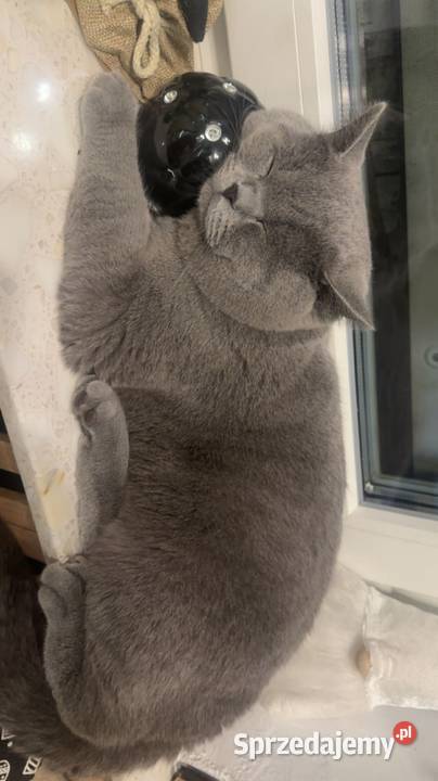 Kot brytyjski Chróścin