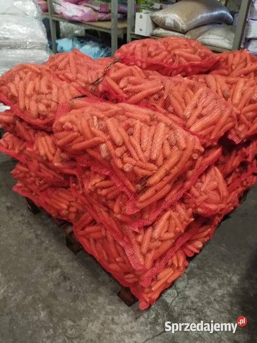 Marchewka odpadowa marchewka paszowa 10 Liszki