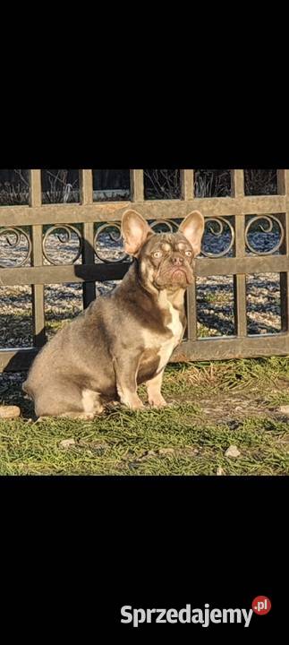 Buldog francuski suczka podlaskie Augustów