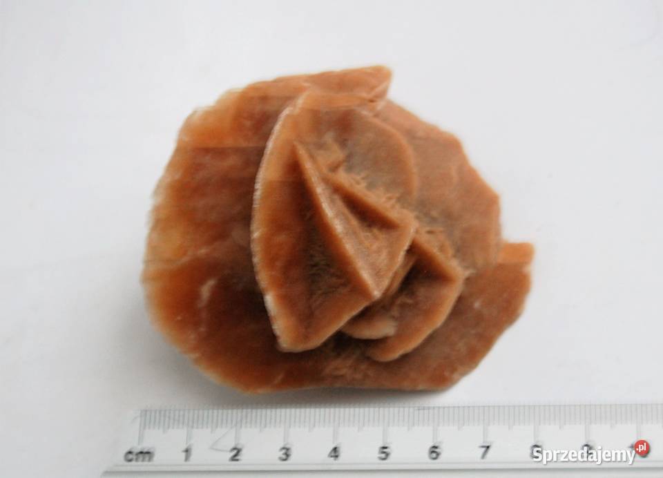 Róża pustyni kamień Sahara 83 Dom i Ogród Lublin