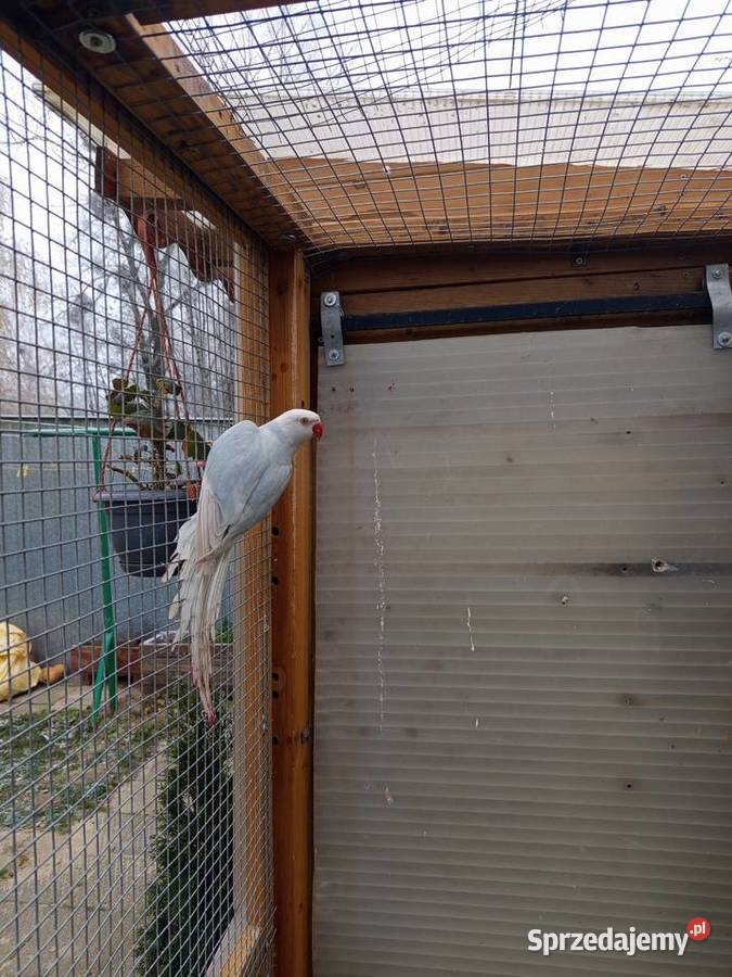 Aleksandretty samice 2024