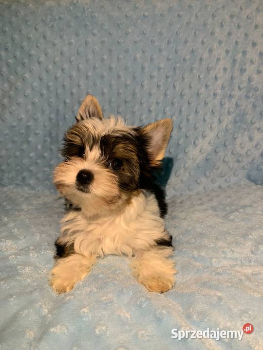 York biewer piękny samiec Gdynia sprzedam