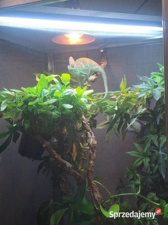 OKAZJA Kameleon z Terrarium zestaw Malanów