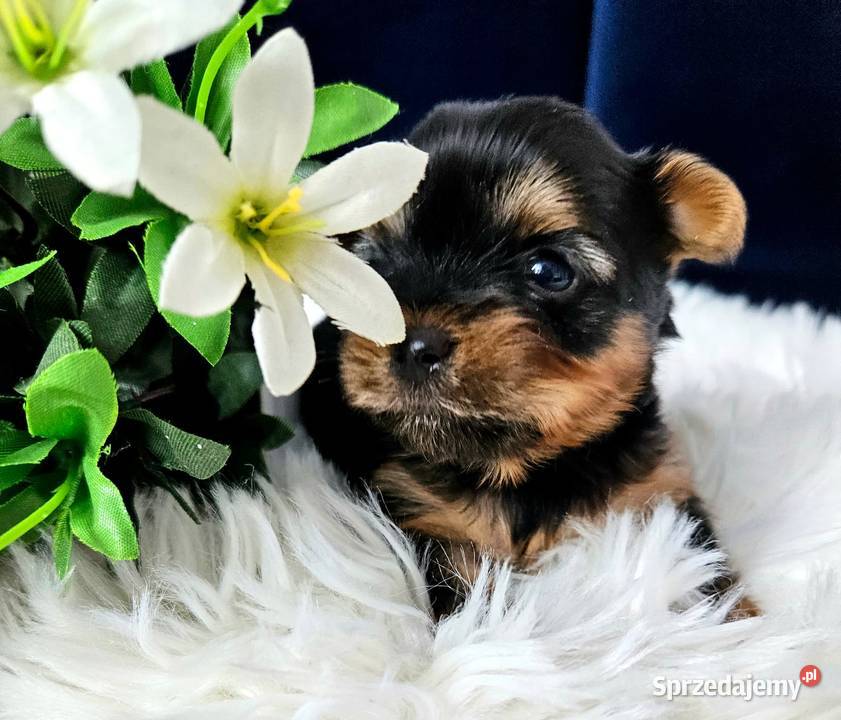 Prześliczny Malutki YORK Black and Tan Piękny Opole