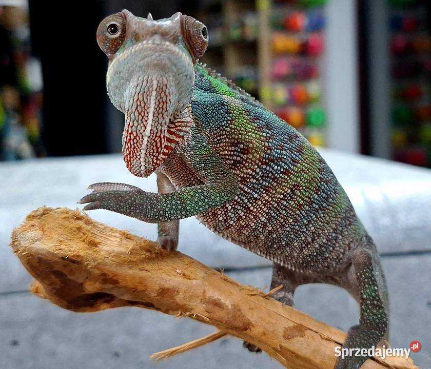 Kameleon lamparci samiczka mazowieckie Wołomin