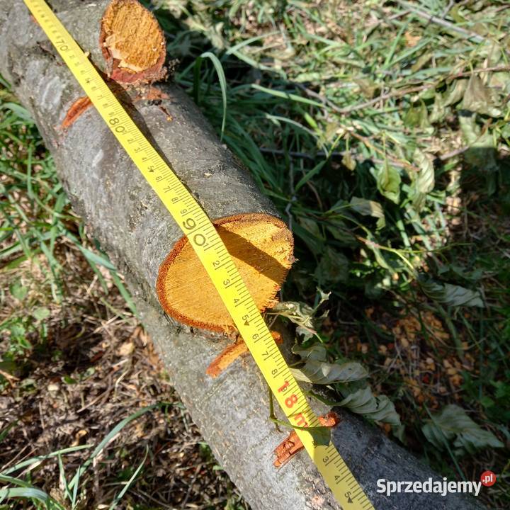 Sprzedam olszynę na pniu Ostrów Mazowiecka