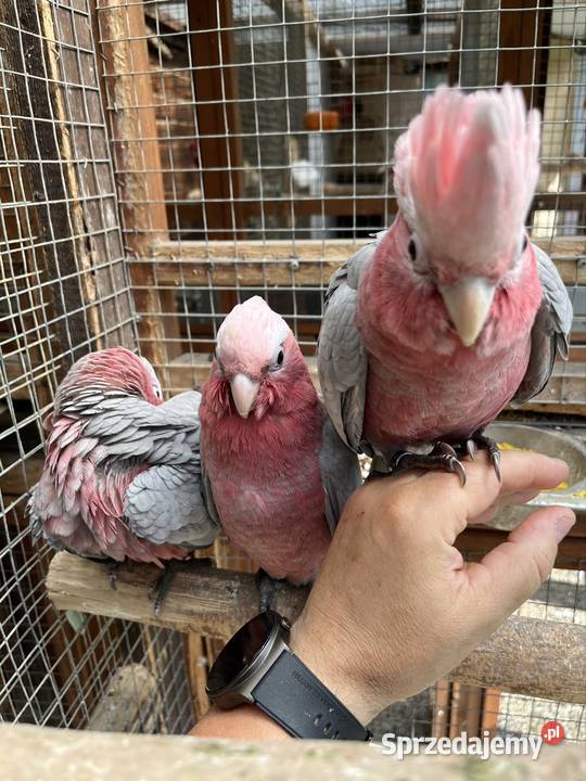 Kakadu Różowe szczepiące na Lutino pomorskie Sztum