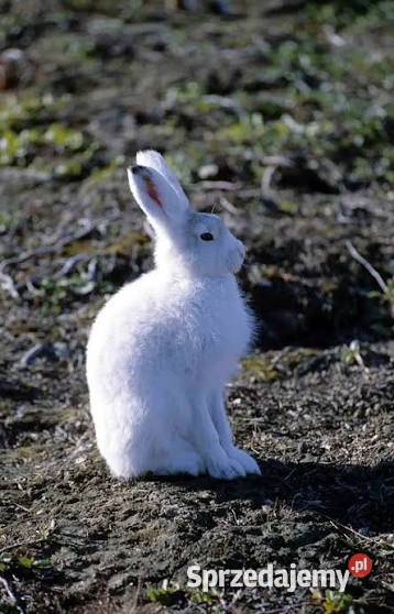 Zwierzęta z Norwegii Mikołajki sprzedam