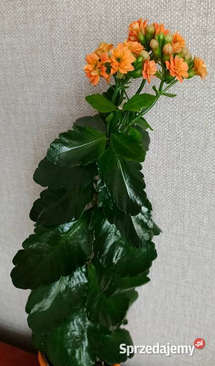 Roślina doniczkowa kalanchoe Łódź