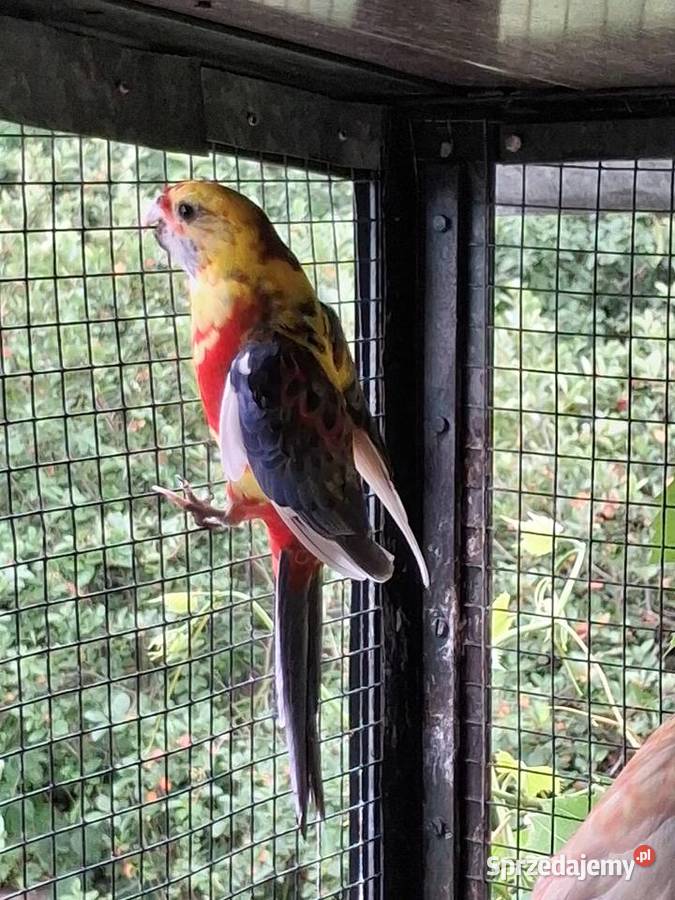 Rozelle królewskie bialolice Suchy Bór sprzedam