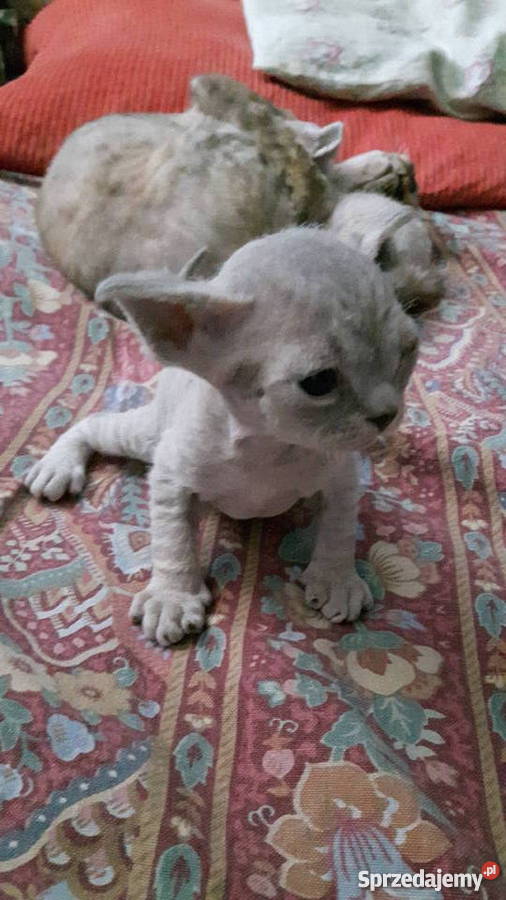 Devon Rex zapowiedź miotu dolnośląskie Bystrzyca Kłodzka