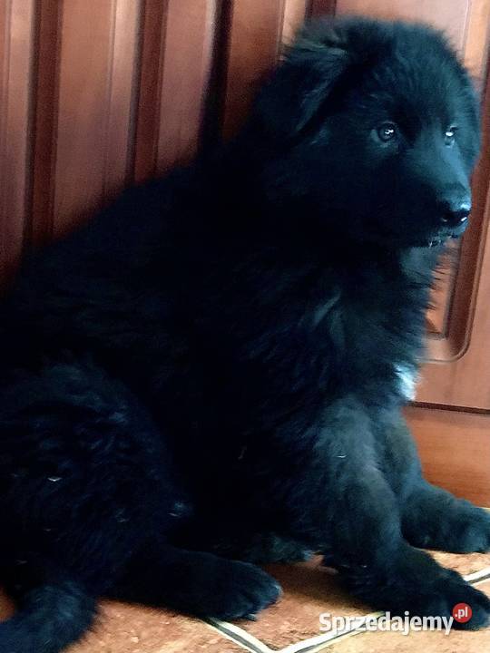 Owczarek niemiecki długowłosy potężne szczeniaki świętokrzyskie Klimontów
