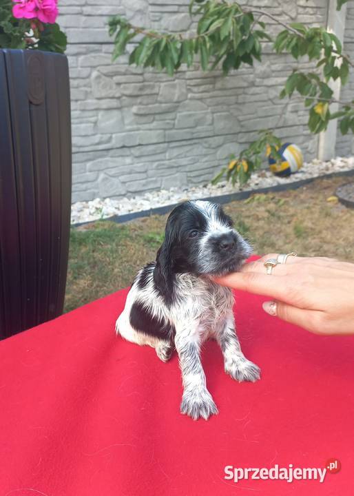Cocker Spaniel Angielski Suczka Jutrosin