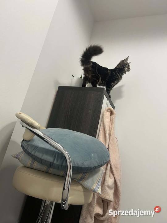 Oddam młodą kotkę rasy Maine Coon w ręce Kluczbork