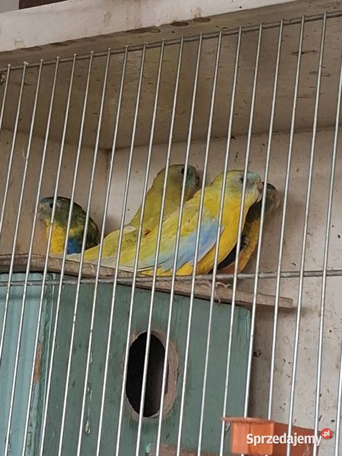 Papugi lakowki wspaniale Rydułtowy