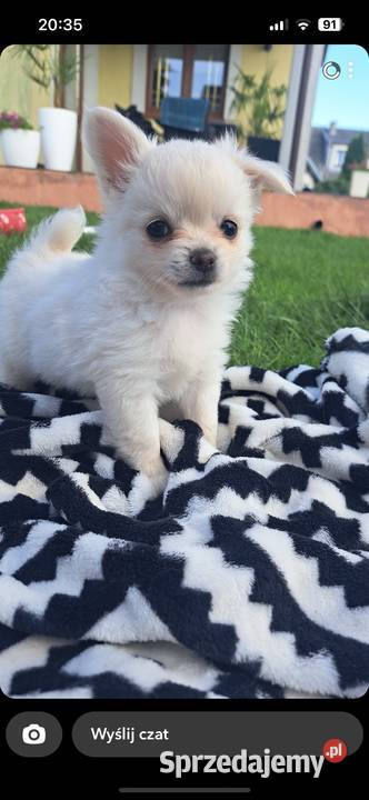 Chihuahua Janowiec Kościelny