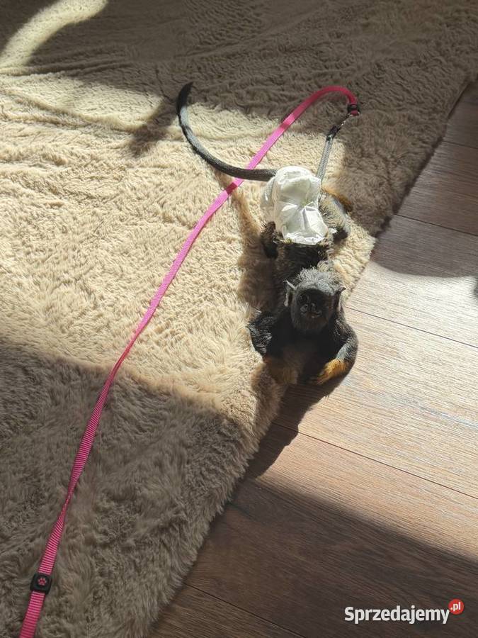 Małpka Tamaryna złotoręka samiczka Pozostałe