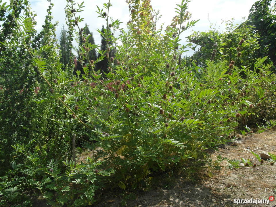 Lukrecja gładka Glycyrrhiza glabra nasiona Gostyń