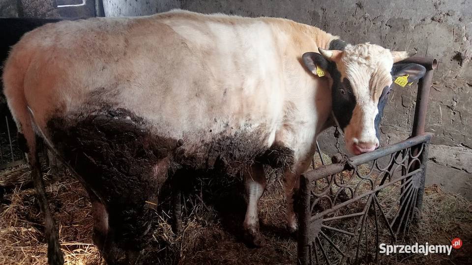 Byk opas do dalszej hodowli Sochaczew