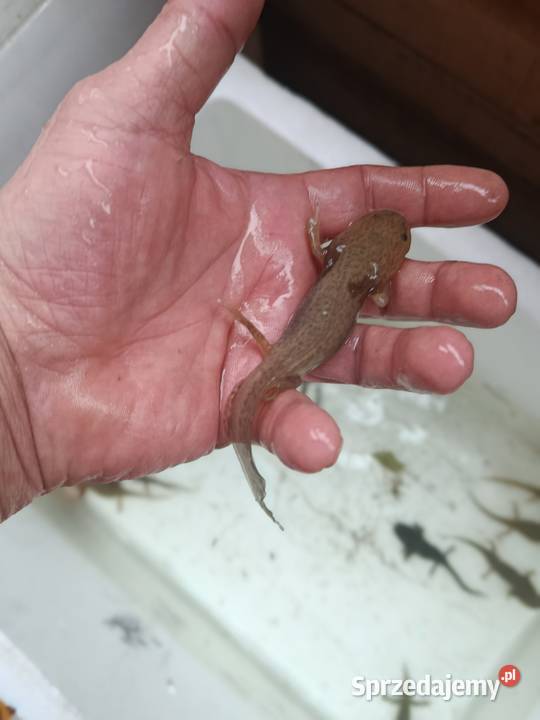 Asolotii Meksykański możliwość dostawy dopłata Poznań