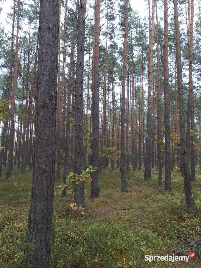 Działka leśna Warszawy Kąty-Miąski