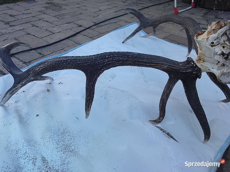 Wieniec jelenia 14stak Antyki, Sztuka, Kolekcje Żary