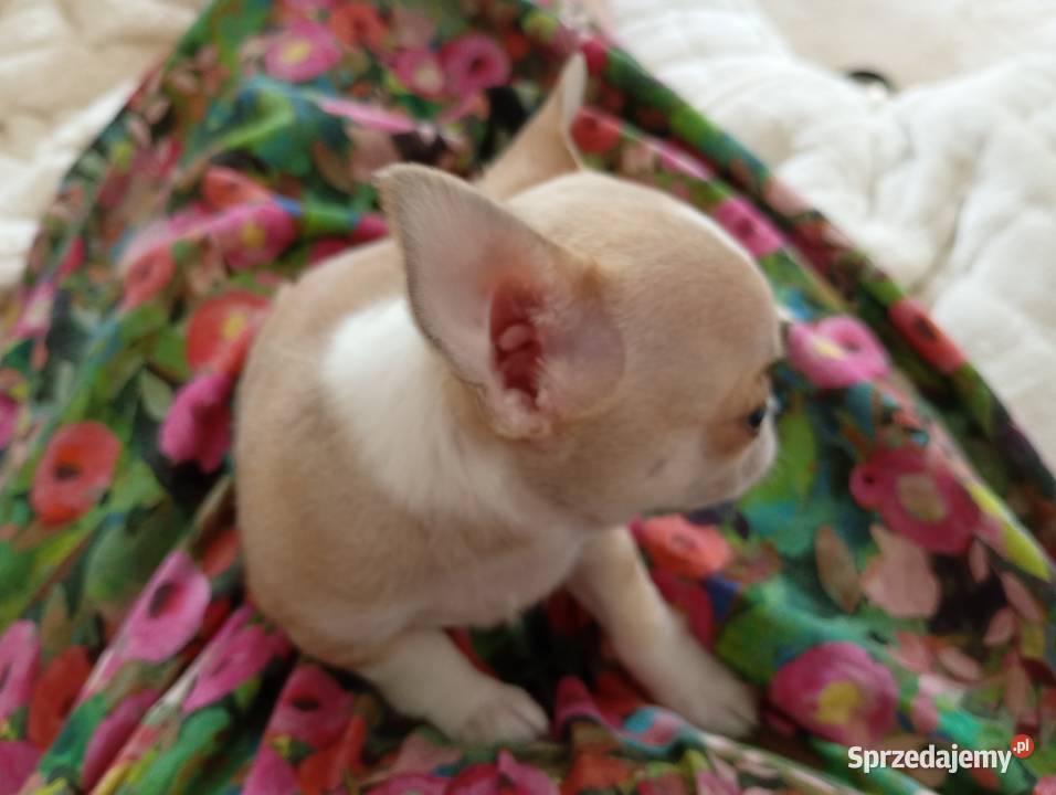 Piesek chihuahua wielkopolskie Konin