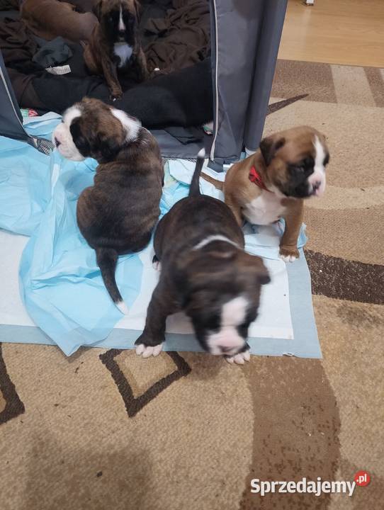 Szczeniaki bokser Łęczna